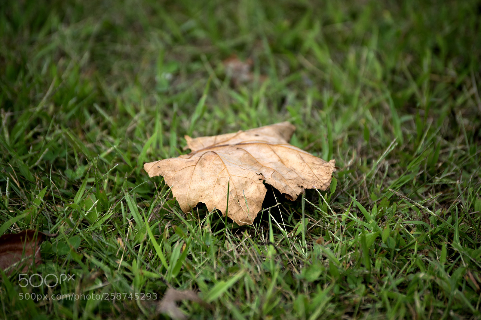 Nikon D3300 sample photo. Leaf photography