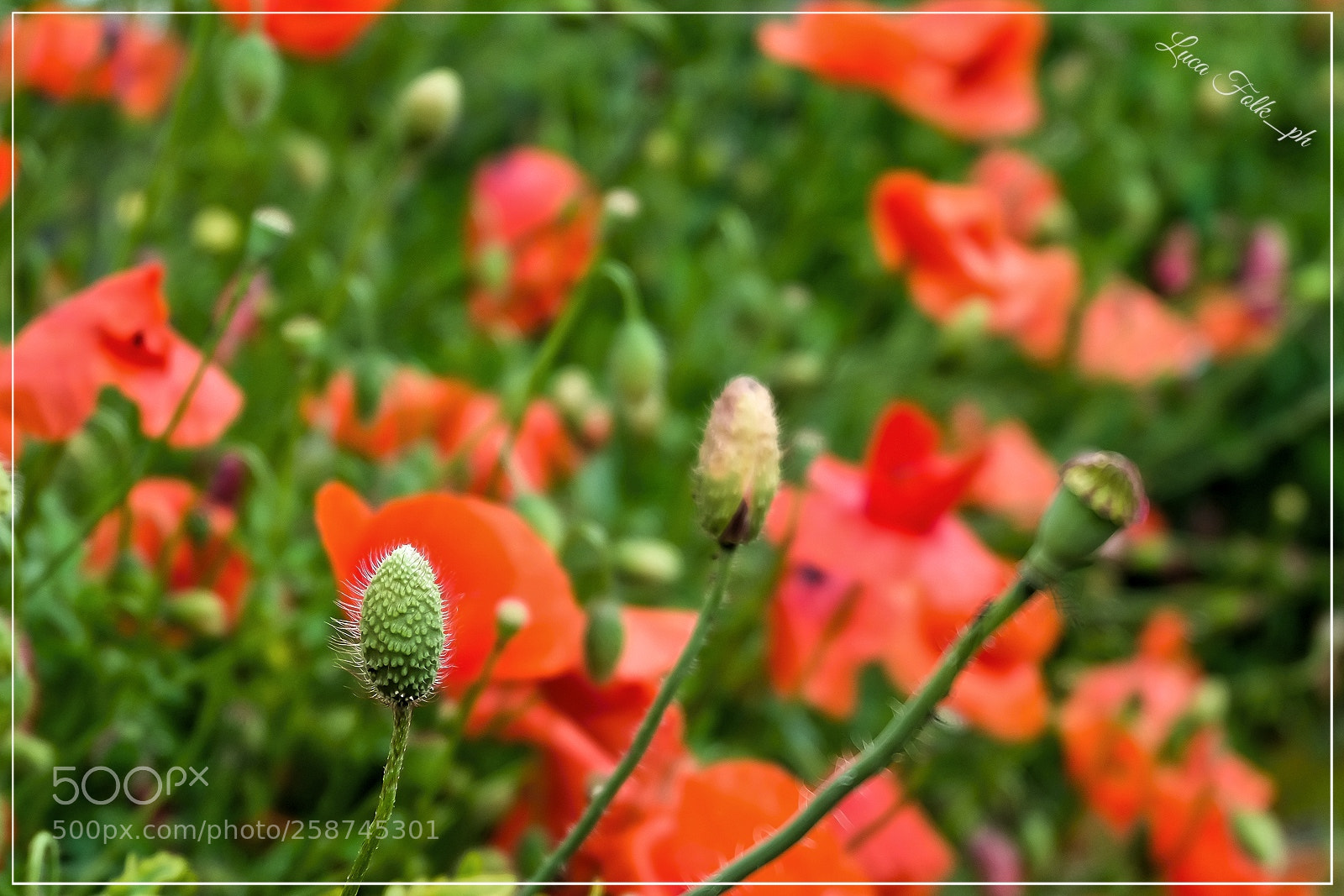 Fujifilm X-T10 sample photo. Alternative poppies photography