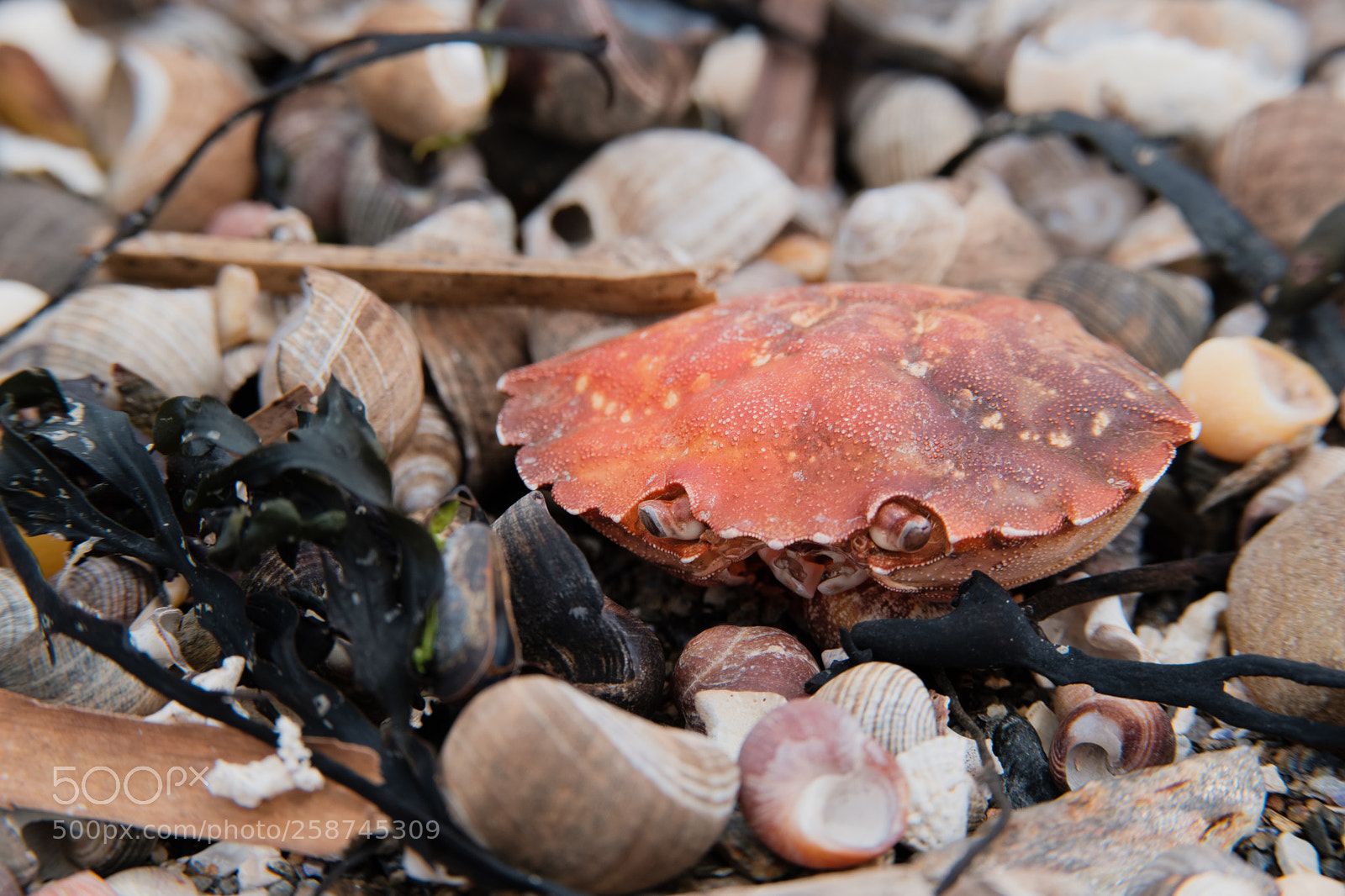 Fujifilm X-H1 sample photo. Periwinkles photography