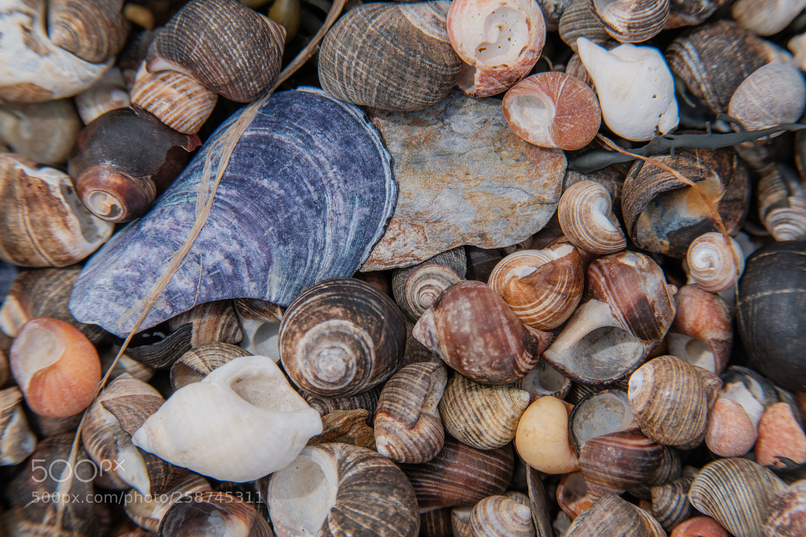 Fujifilm X-H1 sample photo. Periwinkles photography