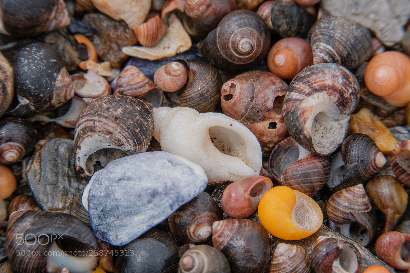 Fujifilm X-H1 sample photo. Periwinkles photography