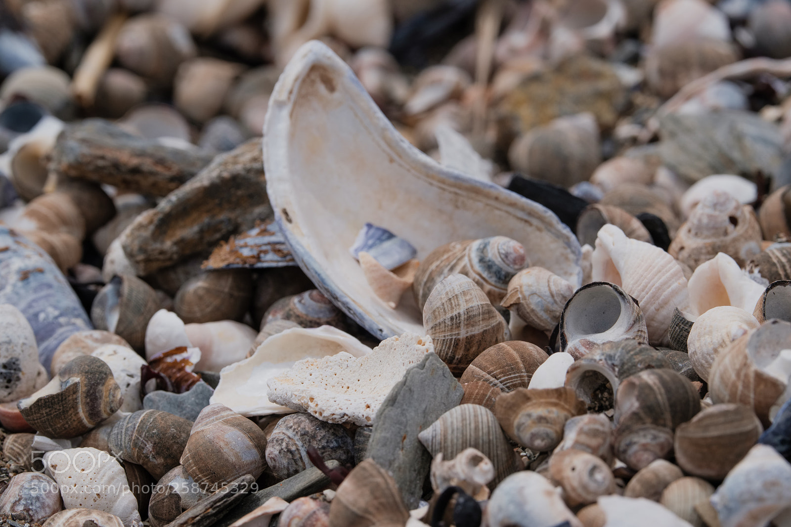 Fujifilm X-H1 sample photo. Periwinkles photography