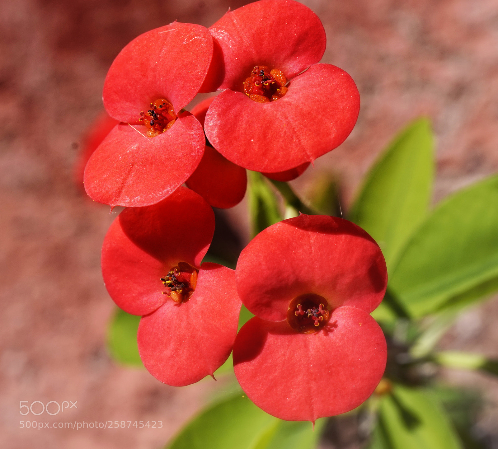 Sony Alpha a5000 (ILCE 5000) sample photo. Christusdorn photography