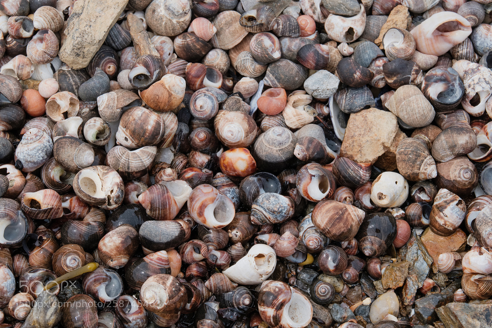 Fujifilm X-H1 sample photo. Periwinkles photography