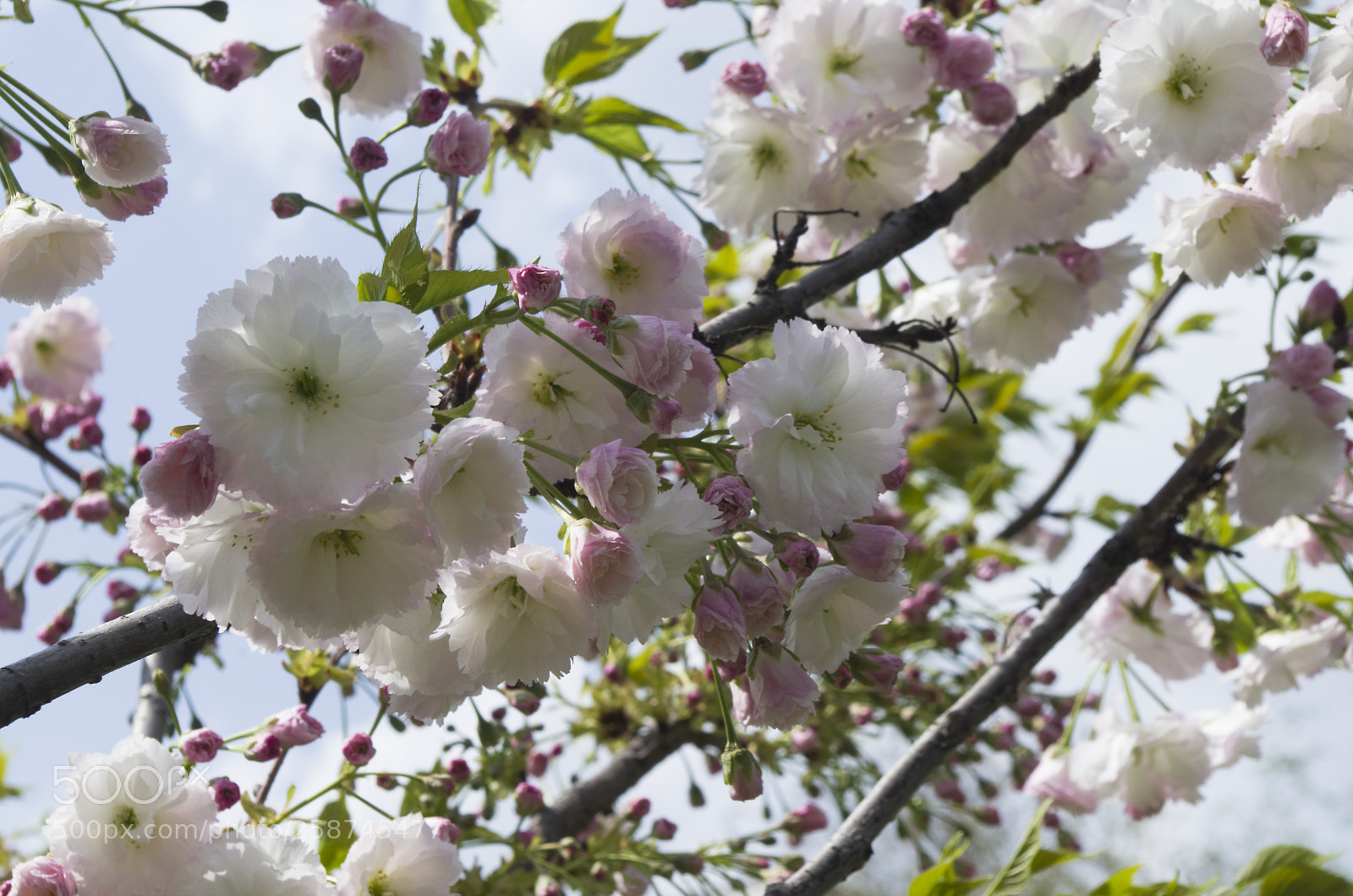 Pentax K-30 sample photo. Japanese cherry photography