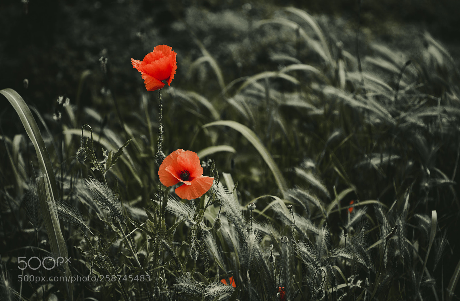 Canon EOS 760D (EOS Rebel T6s / EOS 8000D) sample photo. Poppies photography