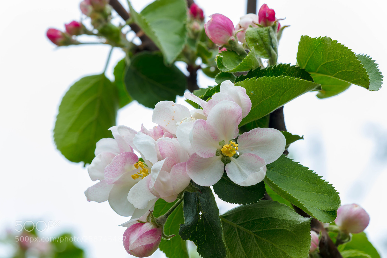 Canon EOS 5DS R sample photo. Apple blossom time photography