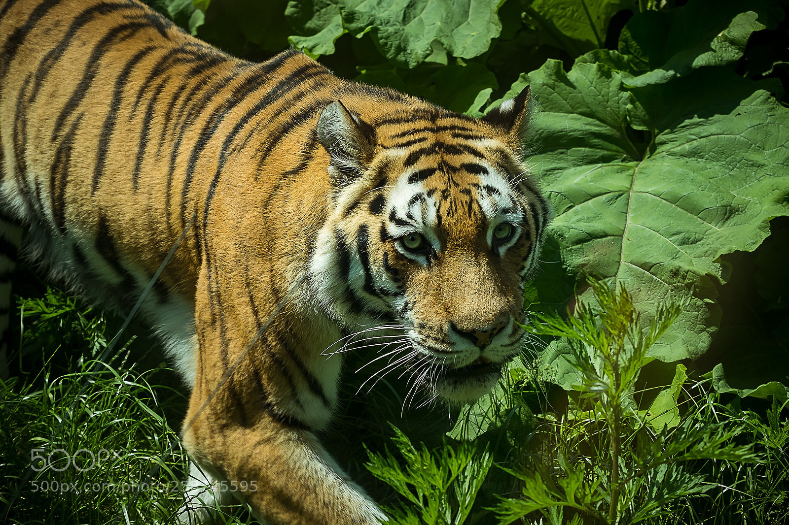 Fujifilm X-T2 sample photo. Track of the tiger photography