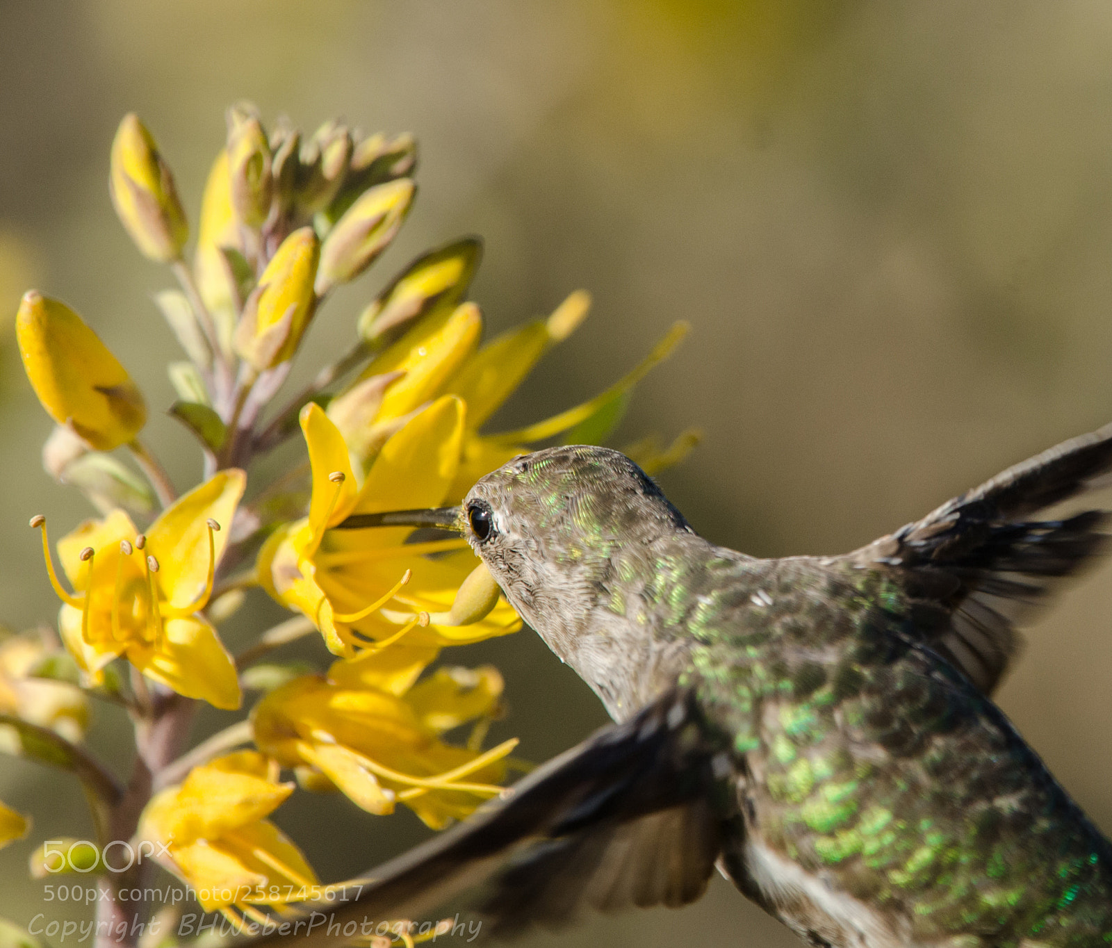 Nikon D7000 sample photo. Hummingbird pollination photography