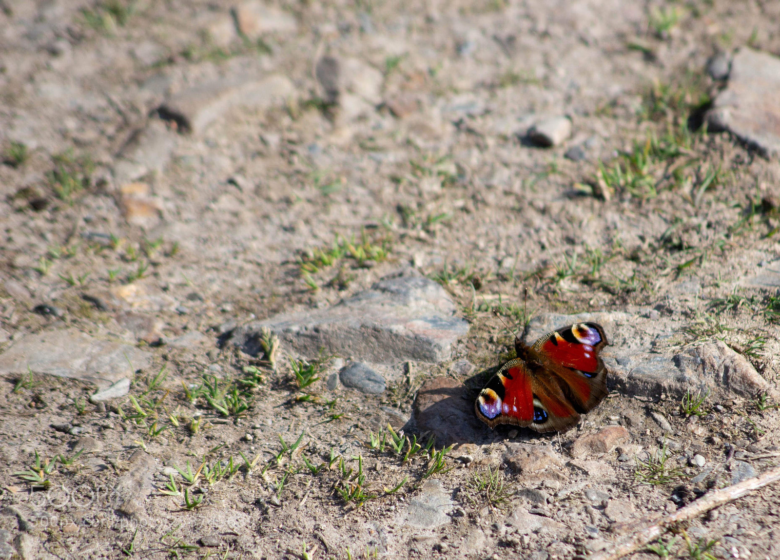 Canon EOS 100D (EOS Rebel SL1 / EOS Kiss X7) sample photo. Butterfly photography