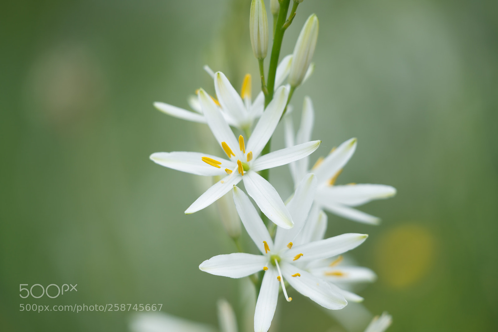 Sony a7R II sample photo. St. bernard's lily photography