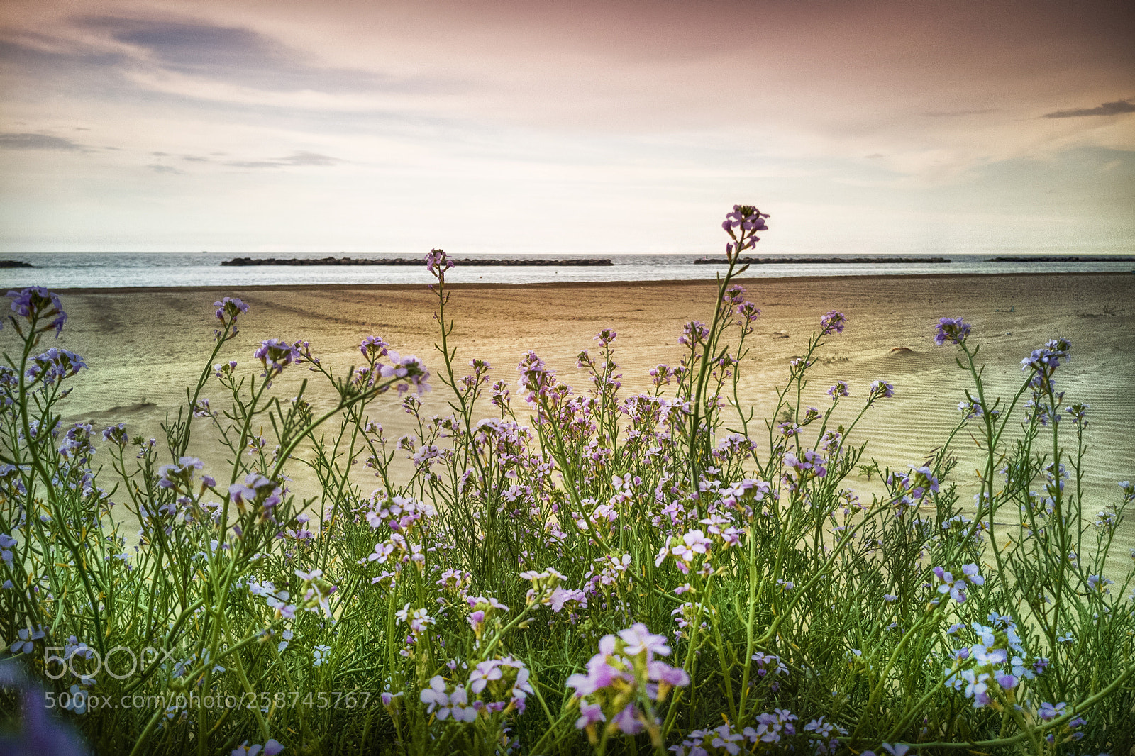 HUAWEI Mate 10 Pro sample photo. Flowers and the sea photography