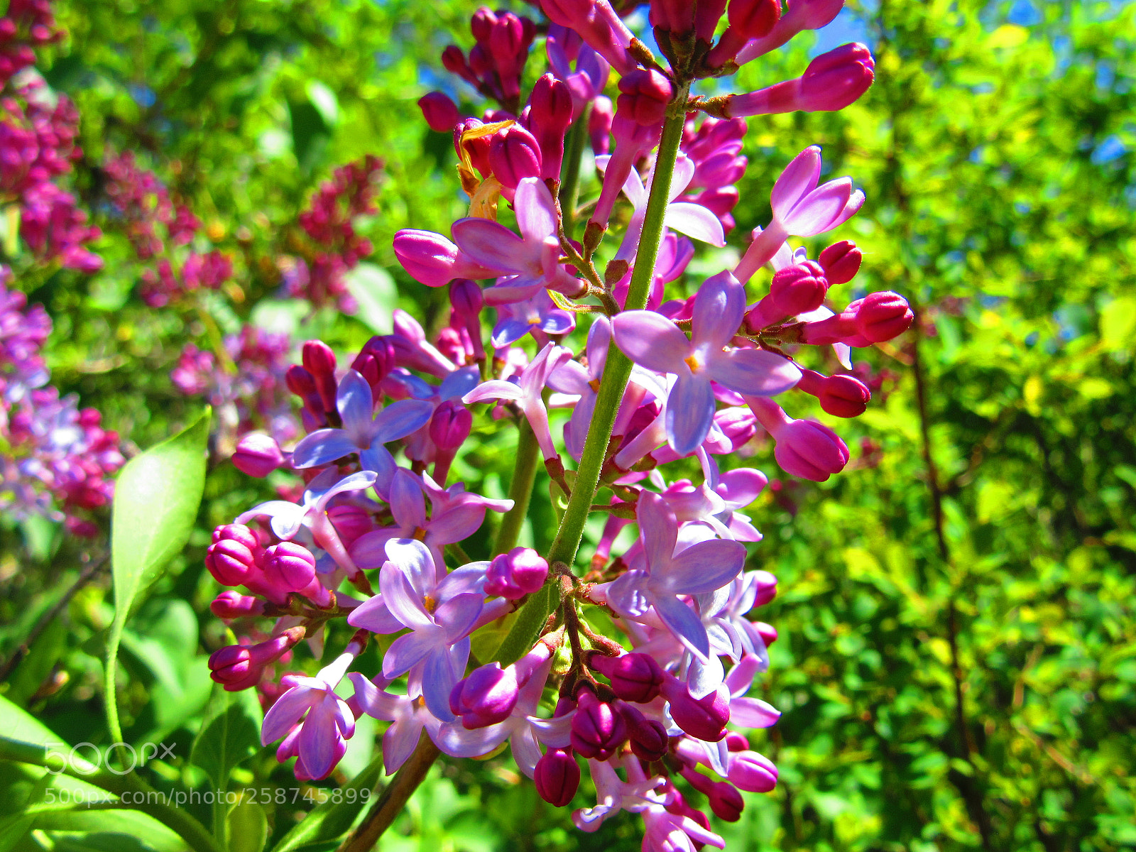 Canon PowerShot SX610 HS sample photo. Lilac photography