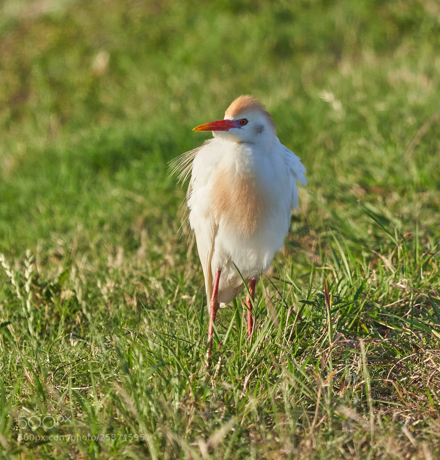 Sony a7R III sample photo. Cattle egret photography