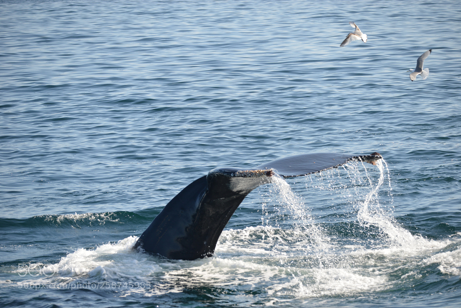 Nikon D800 sample photo. Humpback whale tail fluke photography