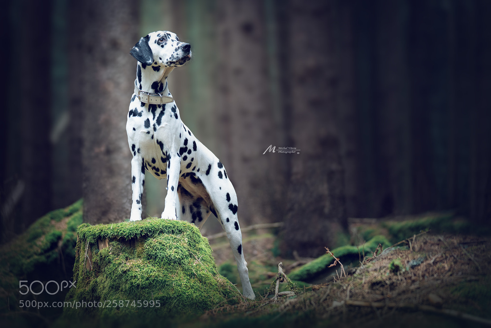 Sony a7R II sample photo. Roxy photography