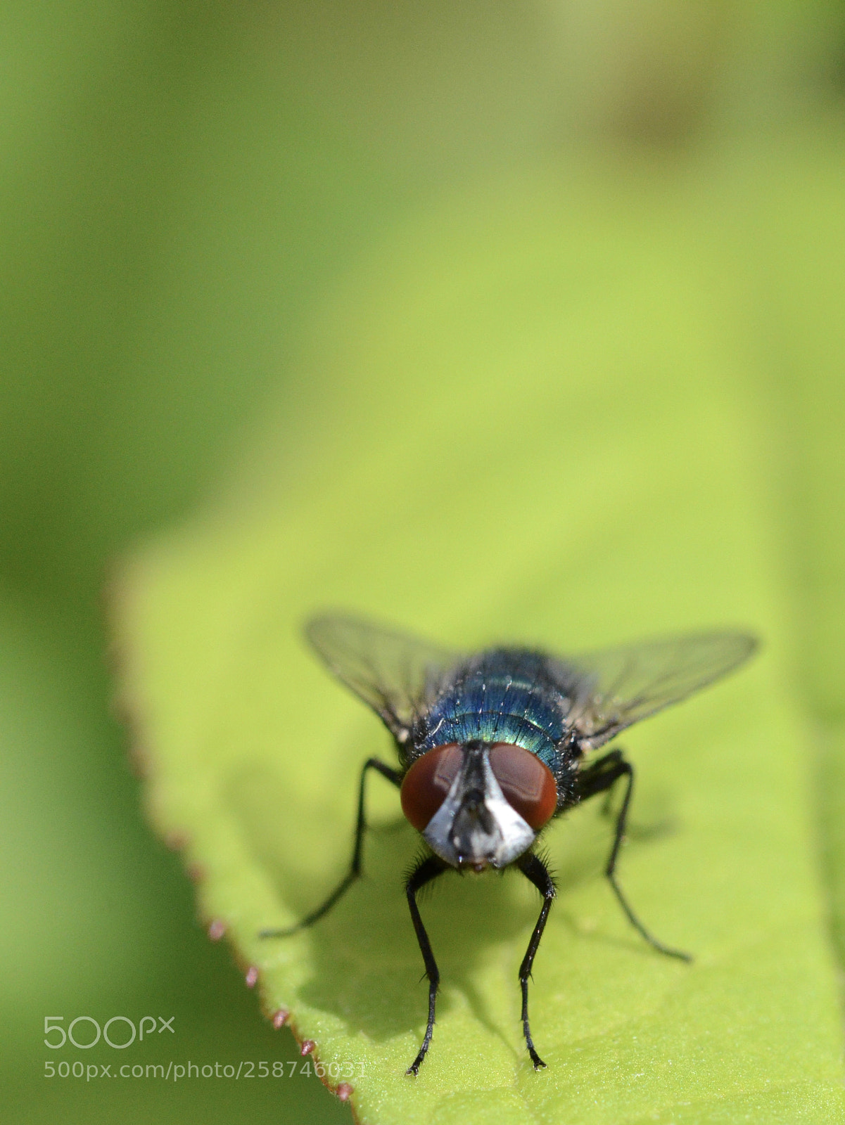 Nikon D7000 sample photo. Eye eye photography