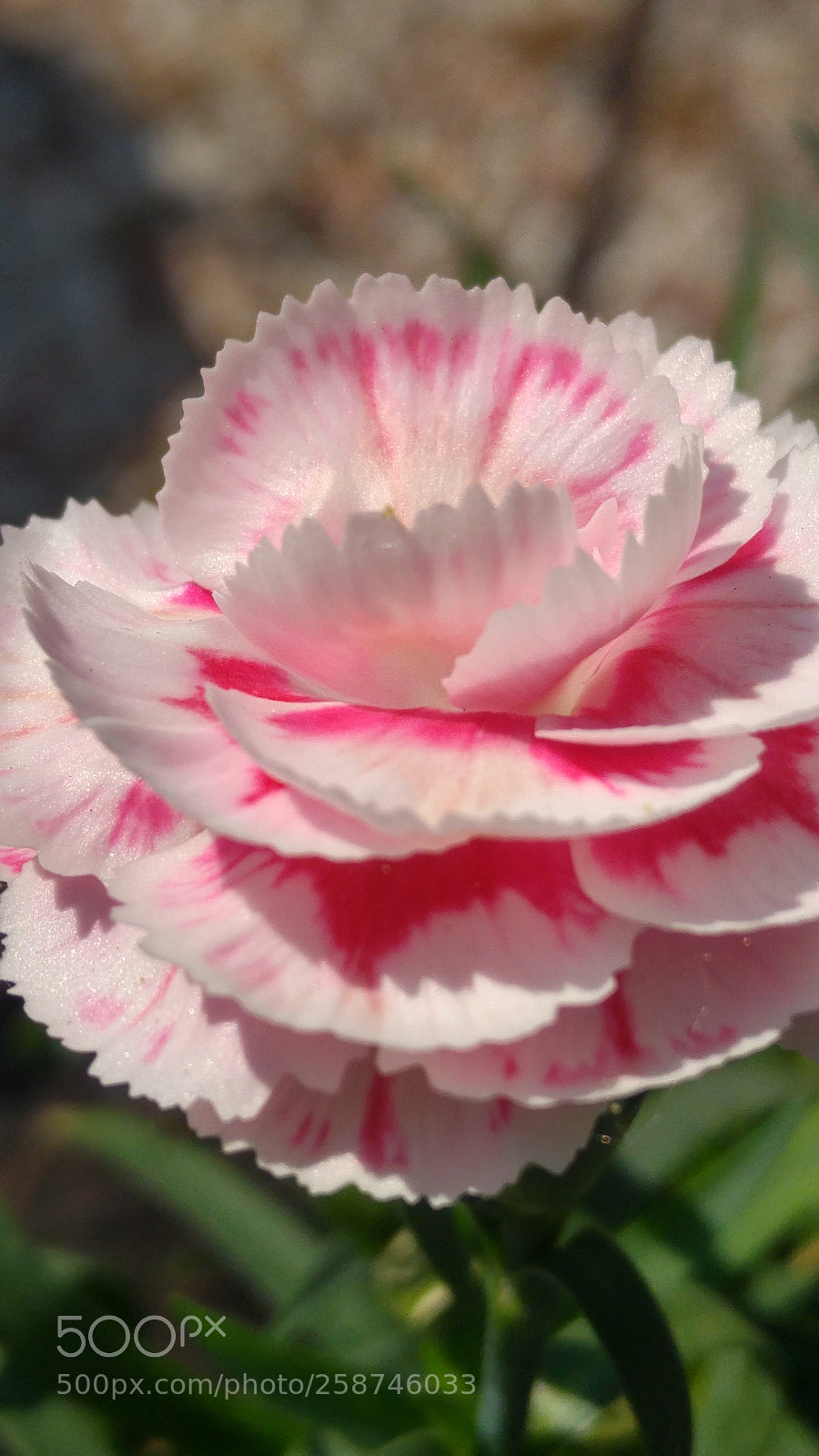 LG G4 sample photo. Flowers photography
