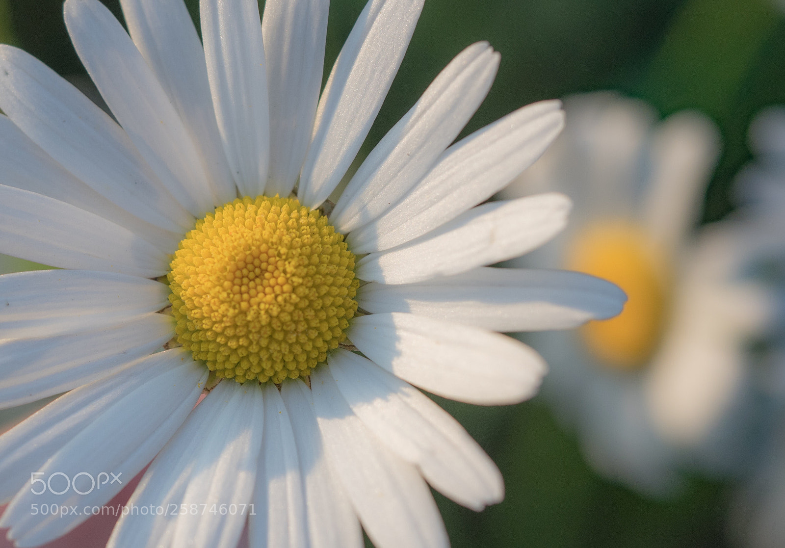 Olympus OM-D E-M1 sample photo. Margeriten - soft photography