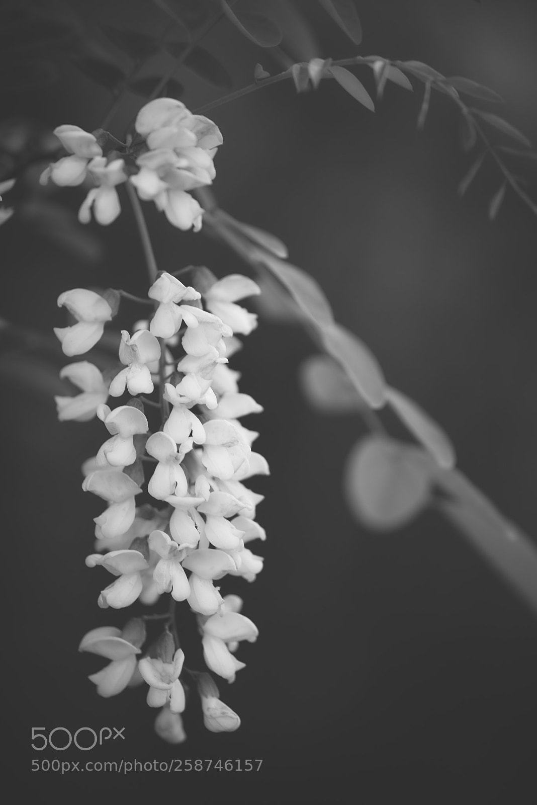 Nikon D750 sample photo. Acacia photography