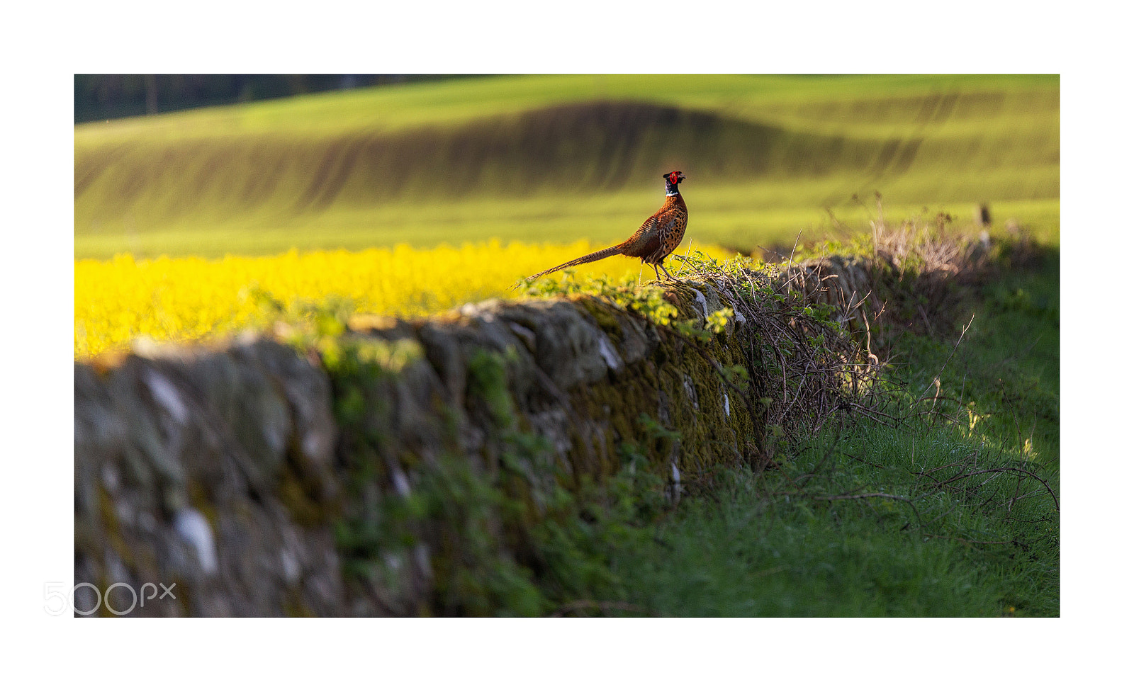 Canon EOS 6D sample photo. Pheasant photography