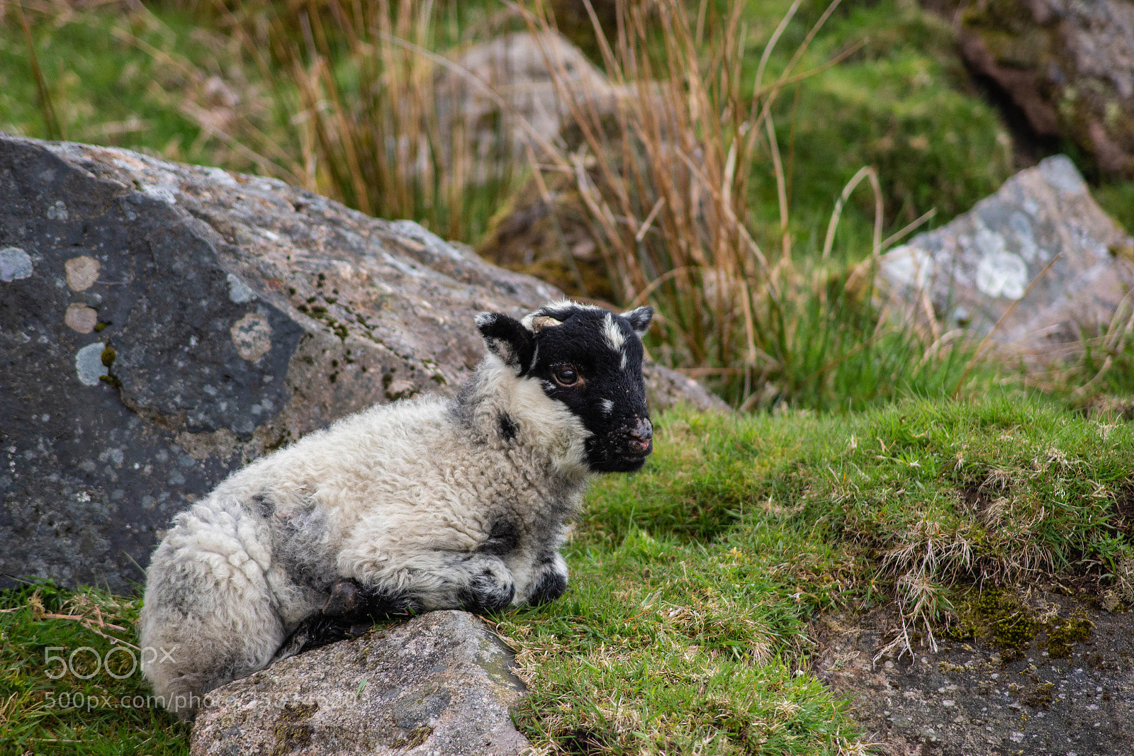 Canon EOS 100D (EOS Rebel SL1 / EOS Kiss X7) sample photo. Spring lamb photography