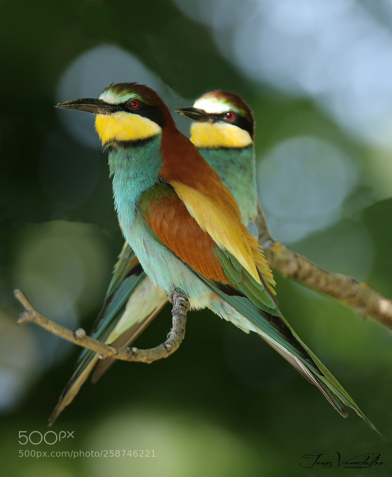 Canon EOS 7D Mark II sample photo. European bee-eater photography