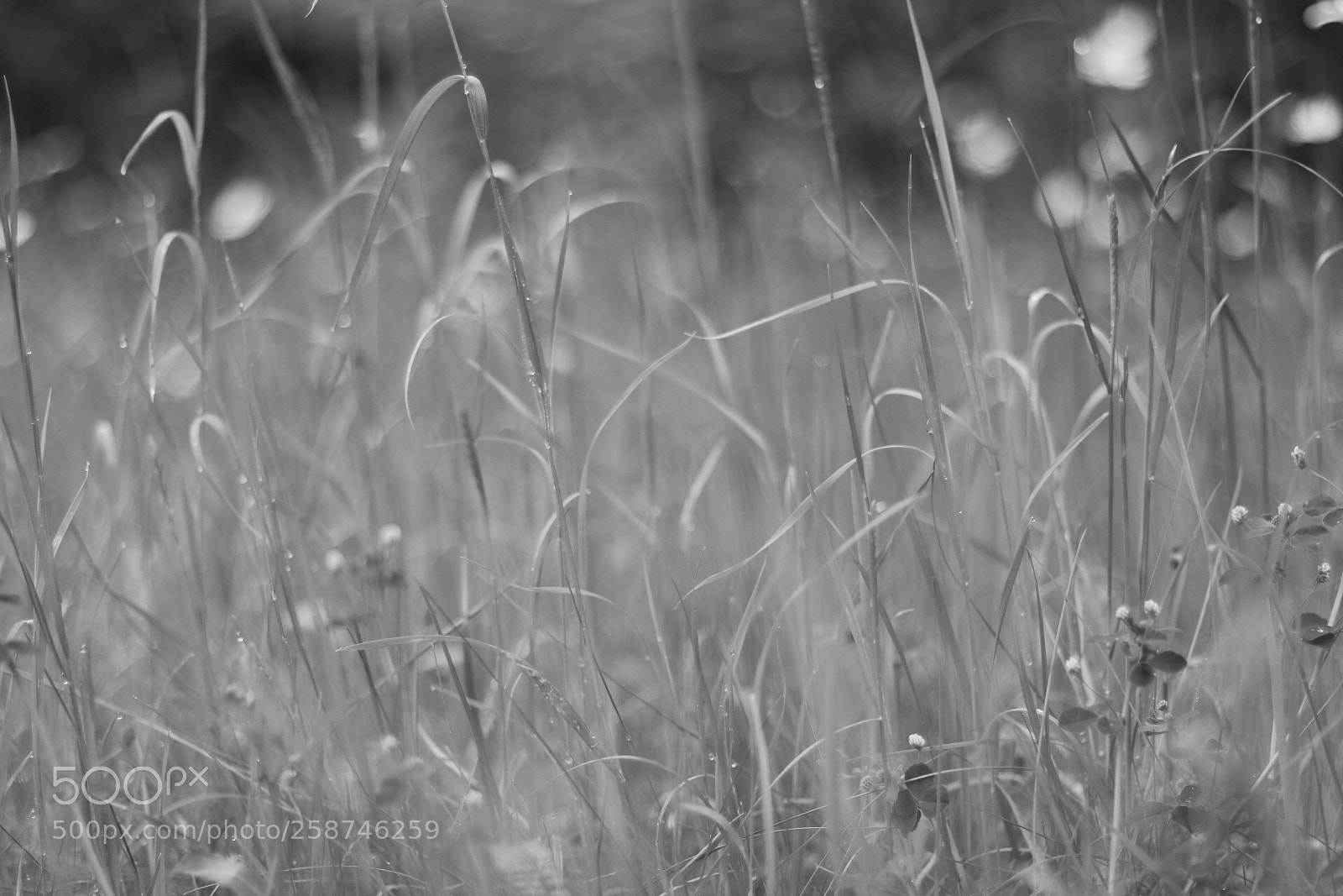 Canon EOS 750D (EOS Rebel T6i / EOS Kiss X8i) sample photo. Untitled photography