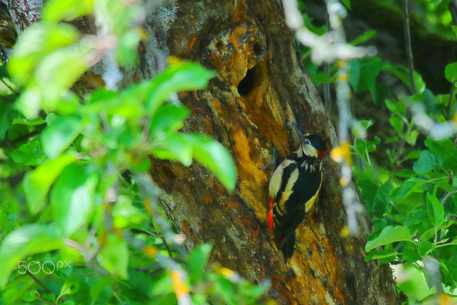 Canon EF 100-400mm F4.5-5.6L IS USM sample photo. Pivert photography