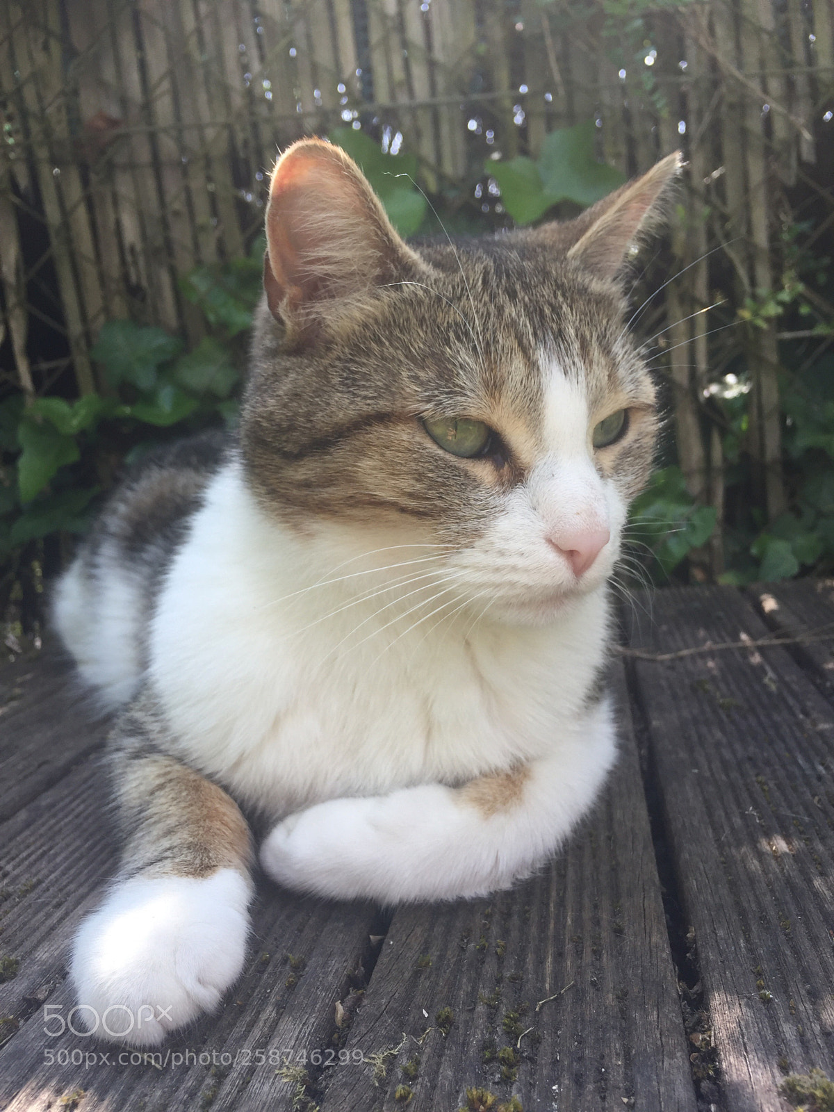 Apple iPhone 6 sample photo. My cat is very photography