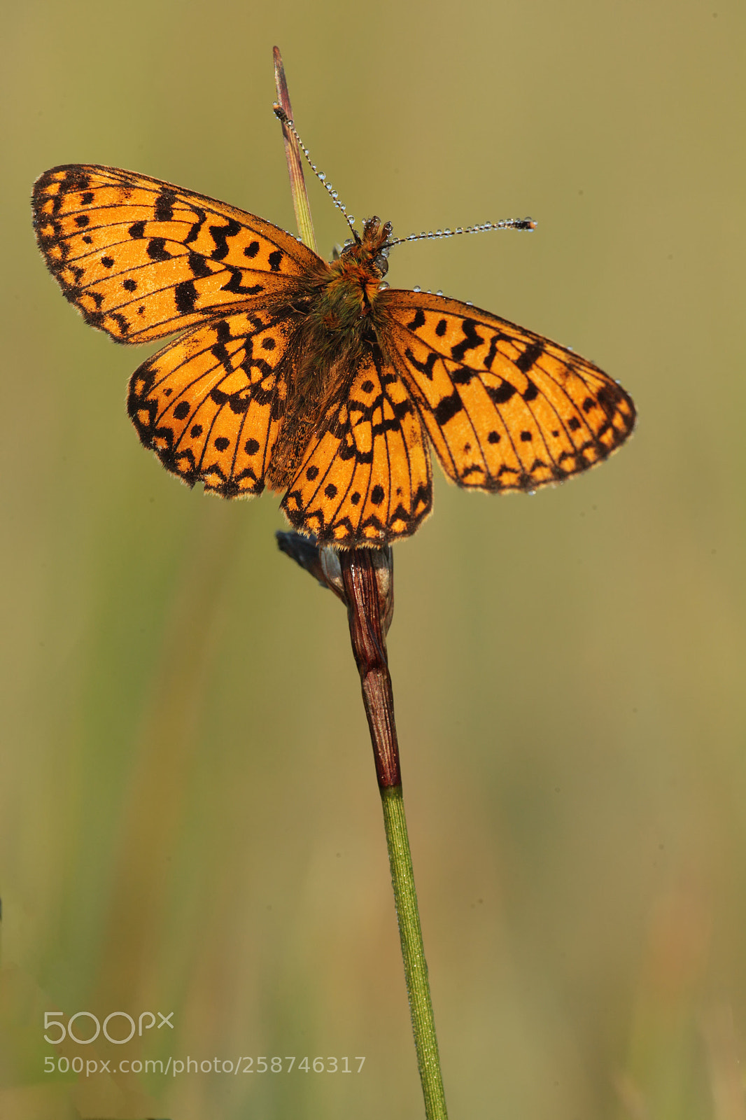 Canon EOS-1D Mark IV sample photo. Silver bordered fritillary photography