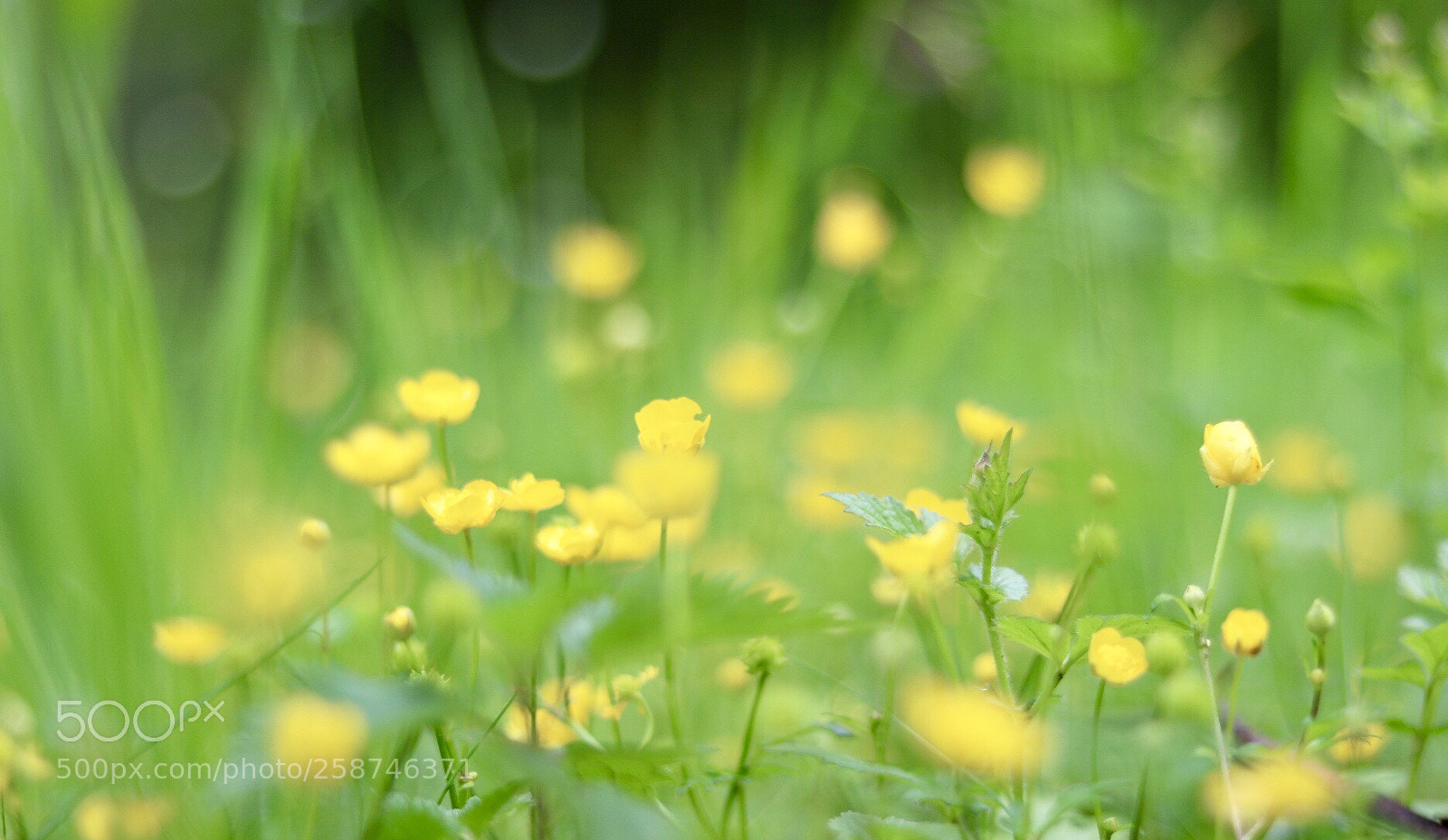 Canon EOS 750D (EOS Rebel T6i / EOS Kiss X8i) sample photo. Untitled photography