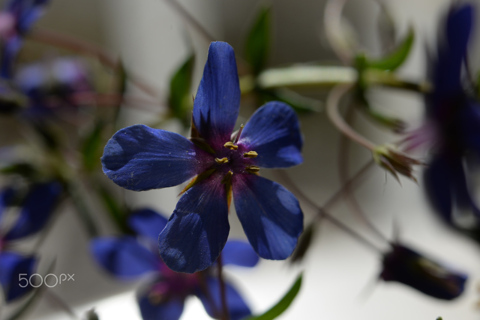 Nikon D610 sample photo. St photography