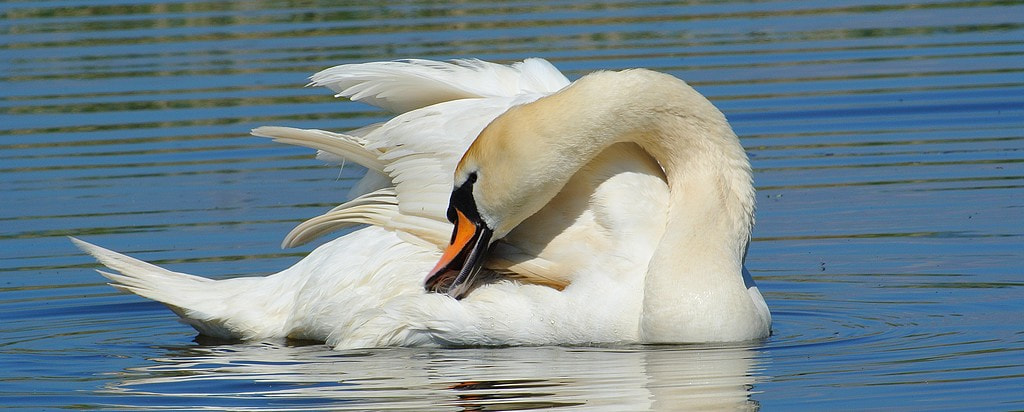 Nikon 1 V1 sample photo. Cygne tuberculé cygnus olor - mute swan photography