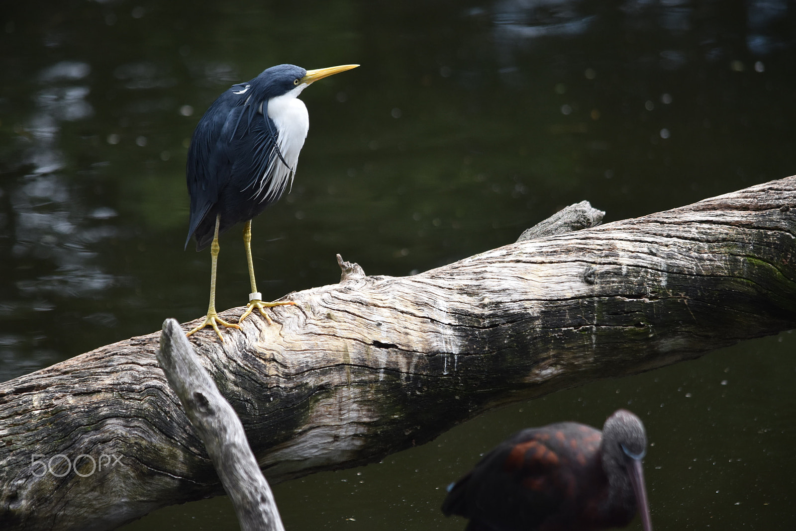 Nikon D5500 sample photo. Blissful wildlife photography