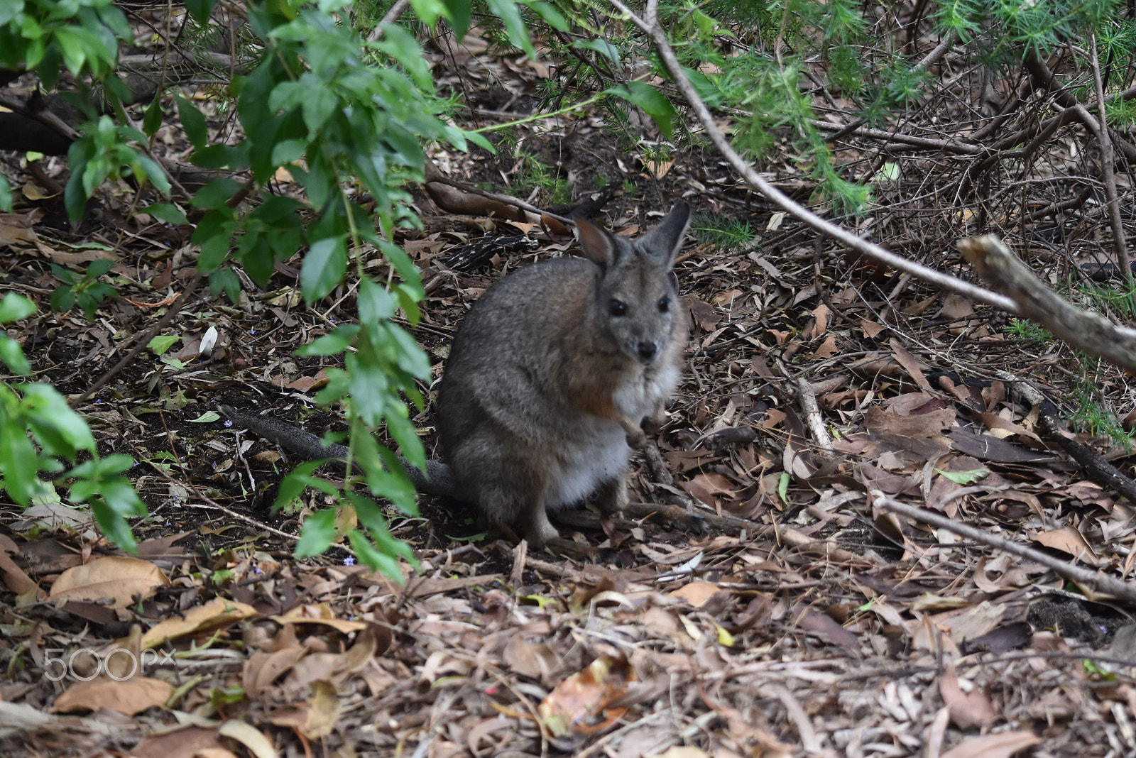 Nikon D5500 sample photo. Blissful wildlife photography