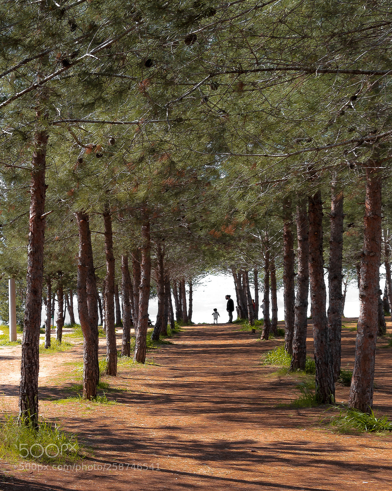 Canon EOS 700D (EOS Rebel T5i / EOS Kiss X7i) sample photo. Forest photography
