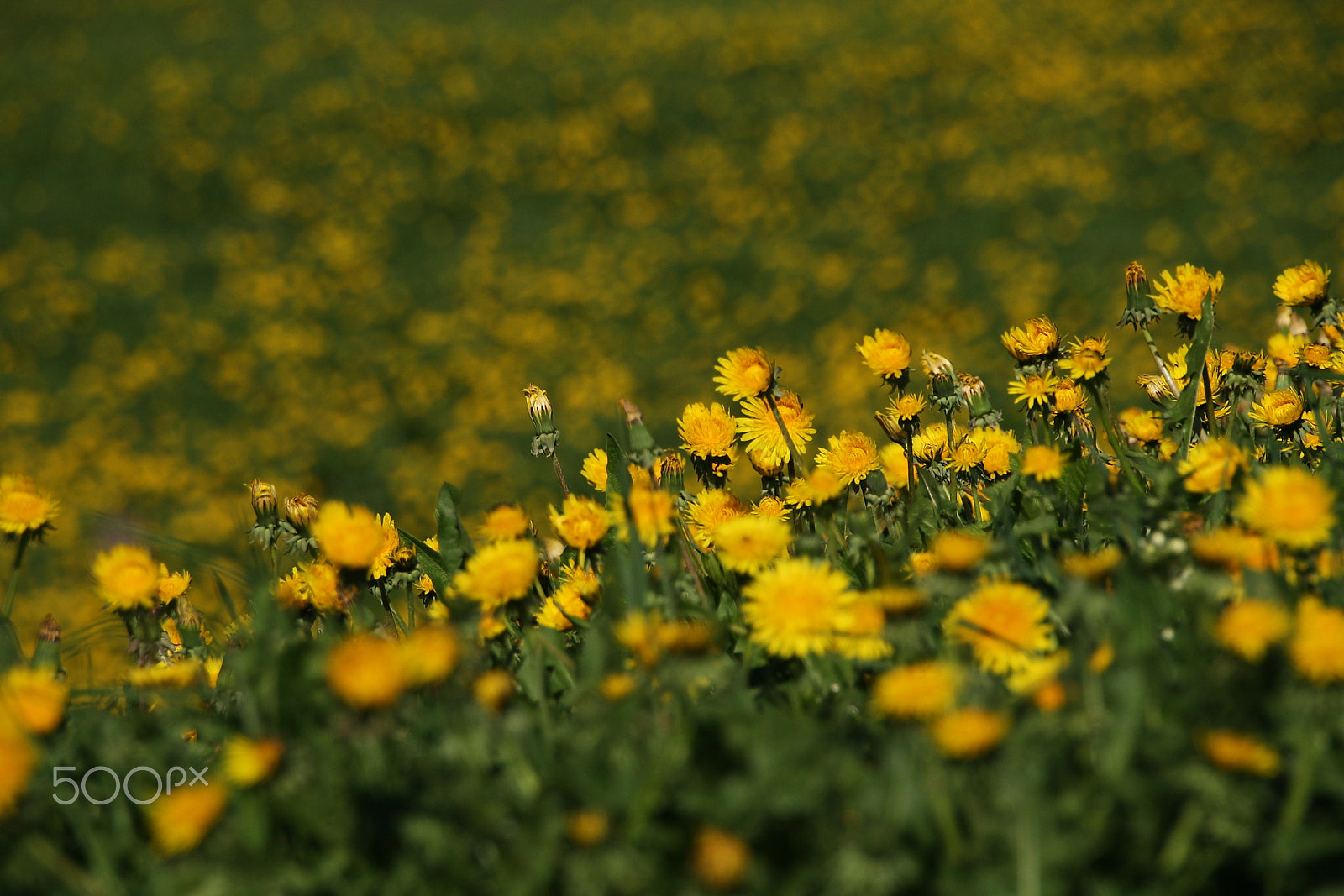 Canon EOS 1000D (EOS Digital Rebel XS / EOS Kiss F) sample photo. Carpet of dandelions photography