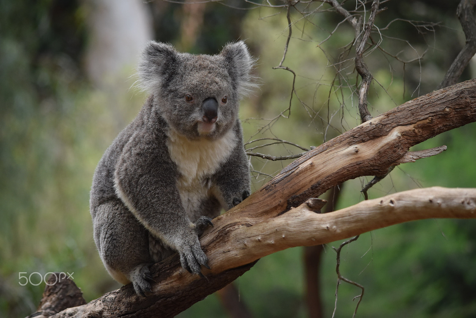 Nikon D5500 sample photo. Blissful wildlife photography
