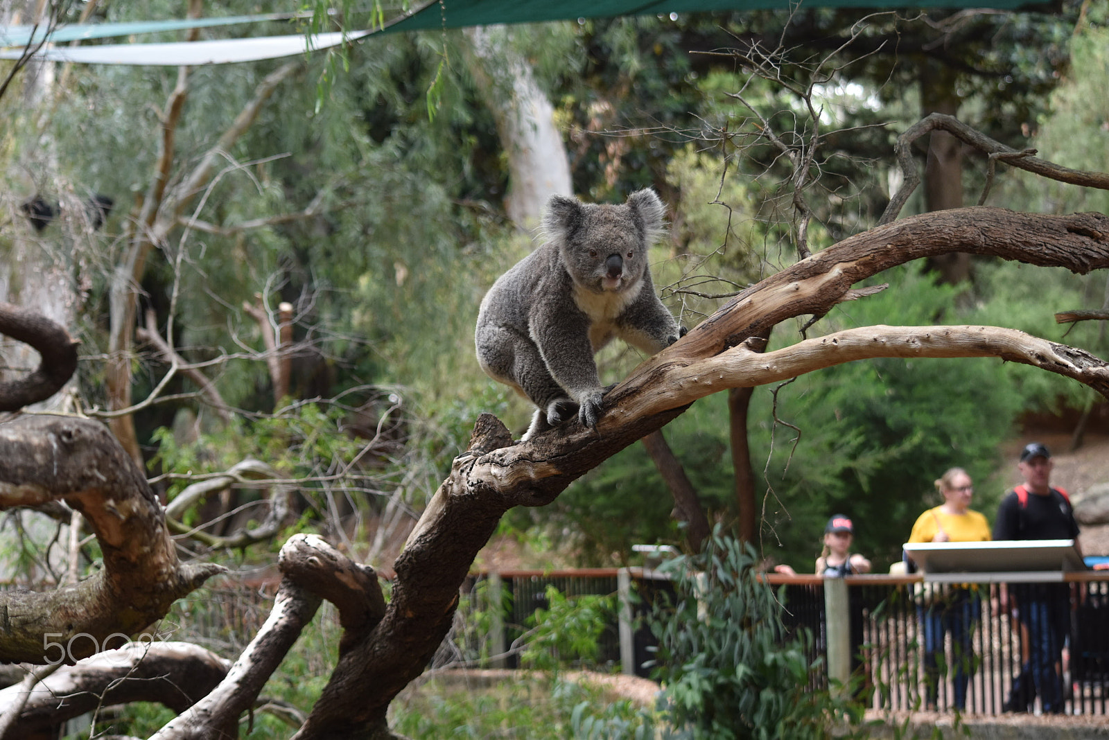 Nikon D5500 sample photo. Blissful wildlife photography