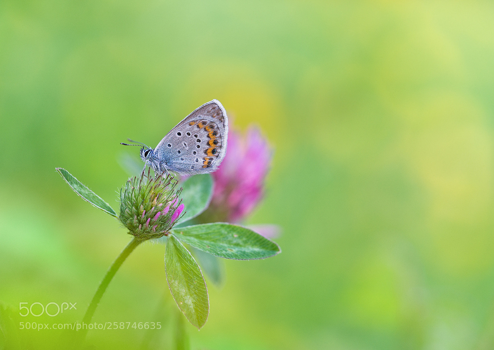 Sony a7R II sample photo. Bläuling photography