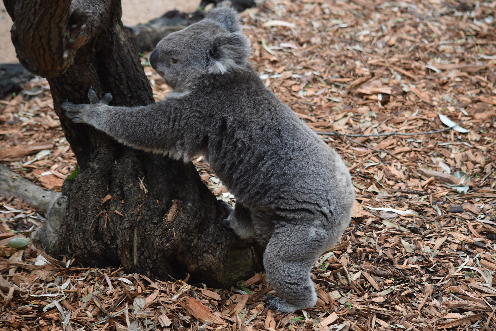 Nikon D5500 sample photo. Blissful wildlife photography