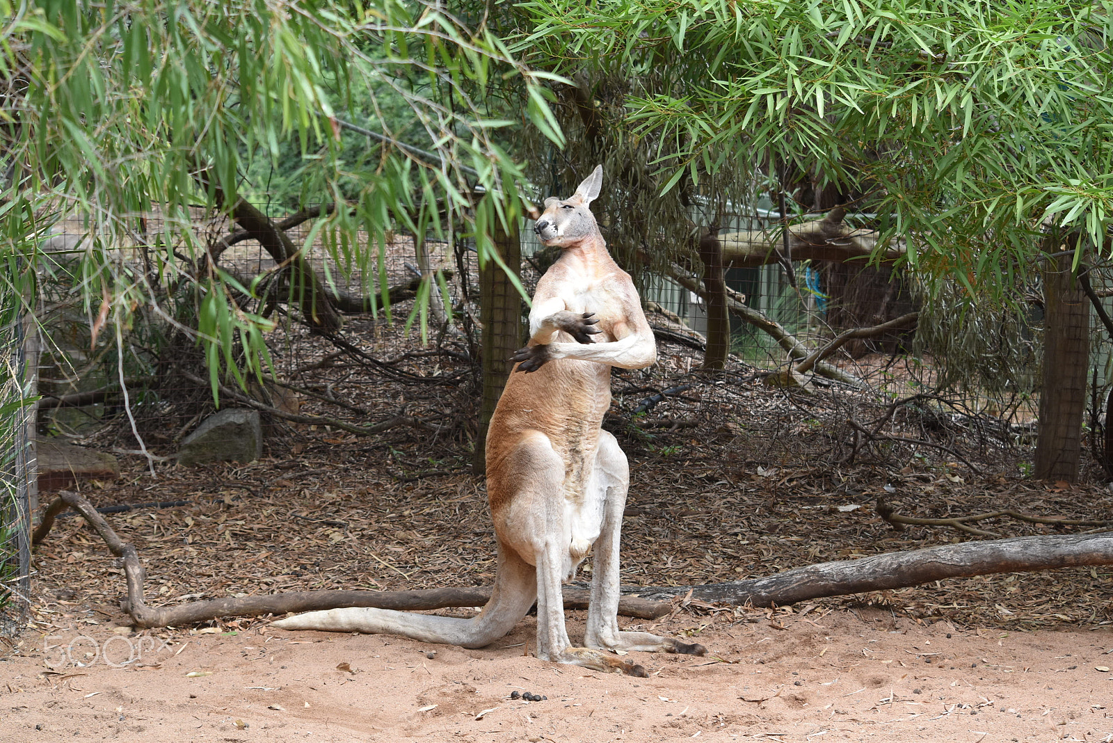 Nikon D5500 sample photo. Blissful wildlife photography
