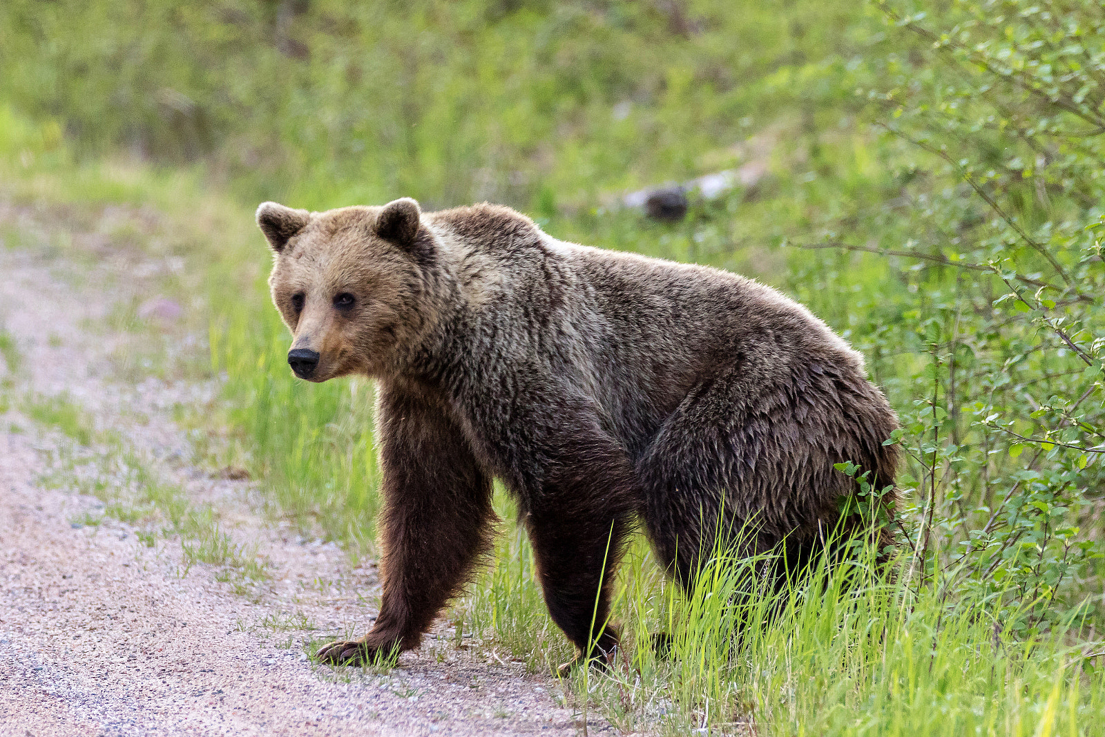 Canon EOS 7D Mark II sample photo. Braunbär in dalarna photography