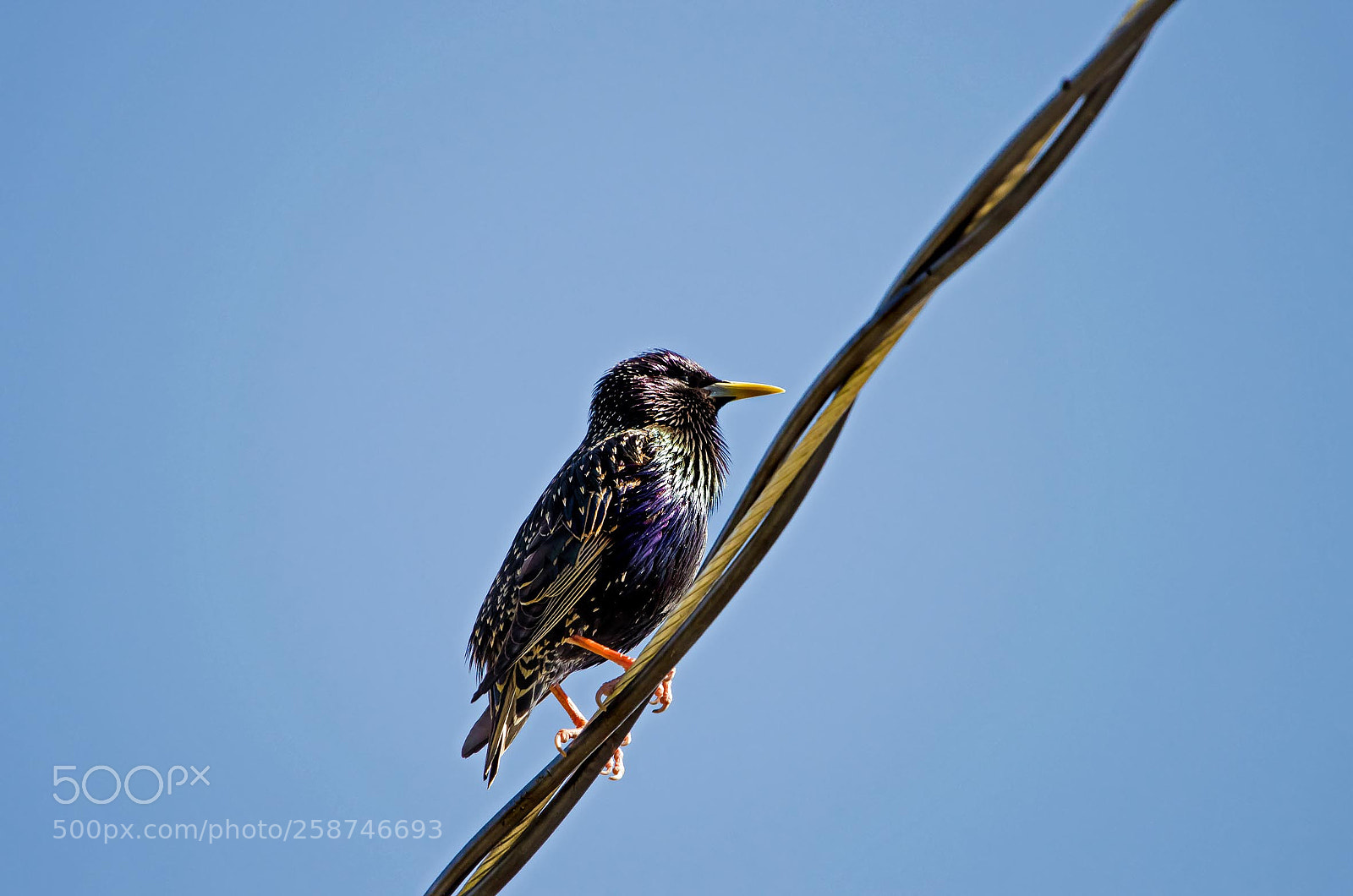 Nikon D5100 sample photo. Colorful bird, bc photography