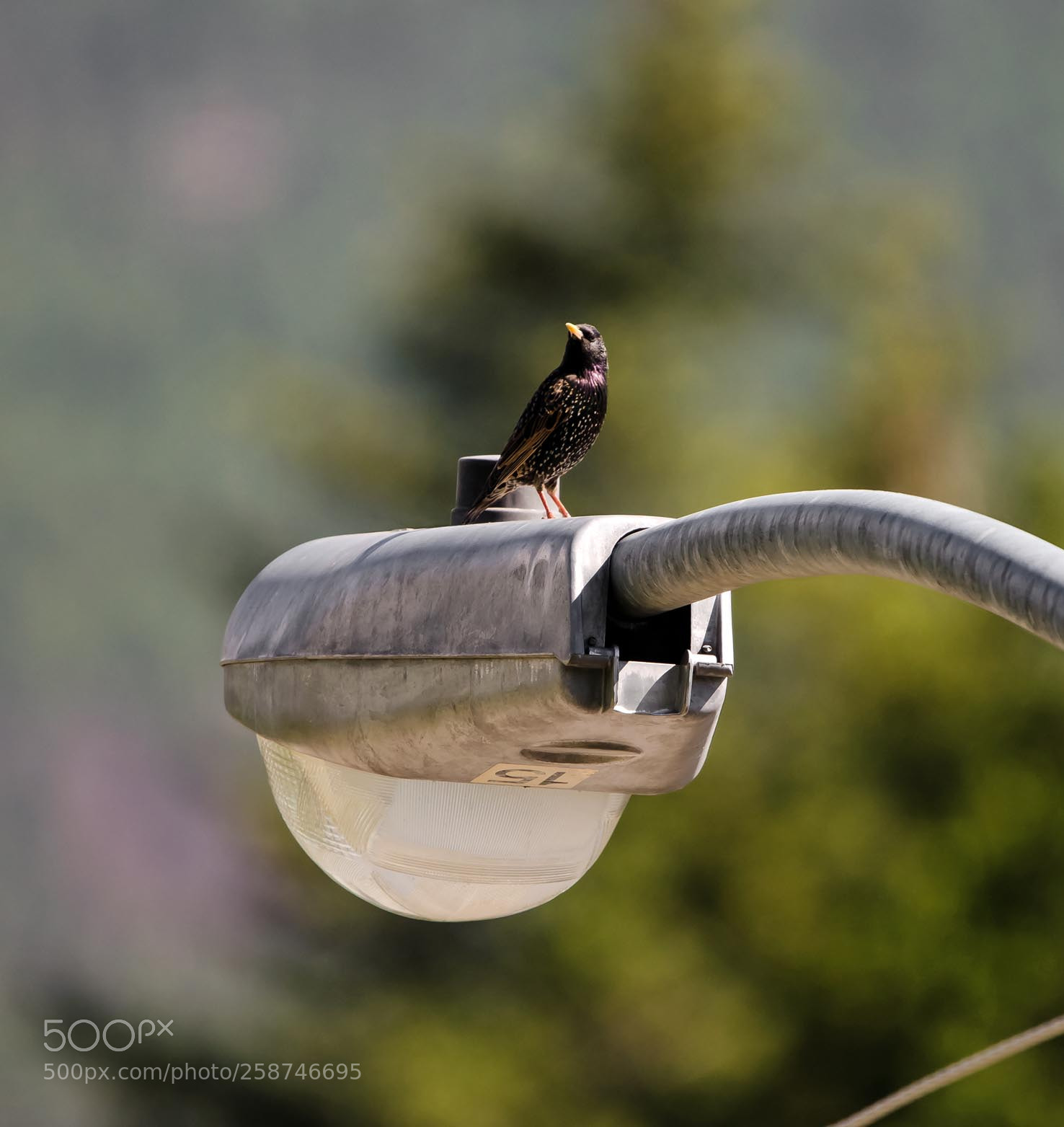 Nikon D5100 sample photo. Common starling, bc photography
