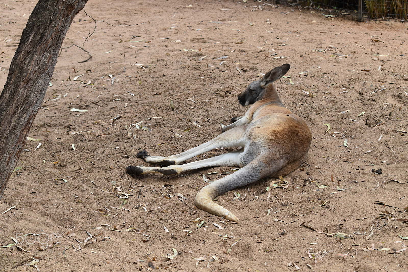 Nikon D5500 sample photo. Blissful wildlife photography