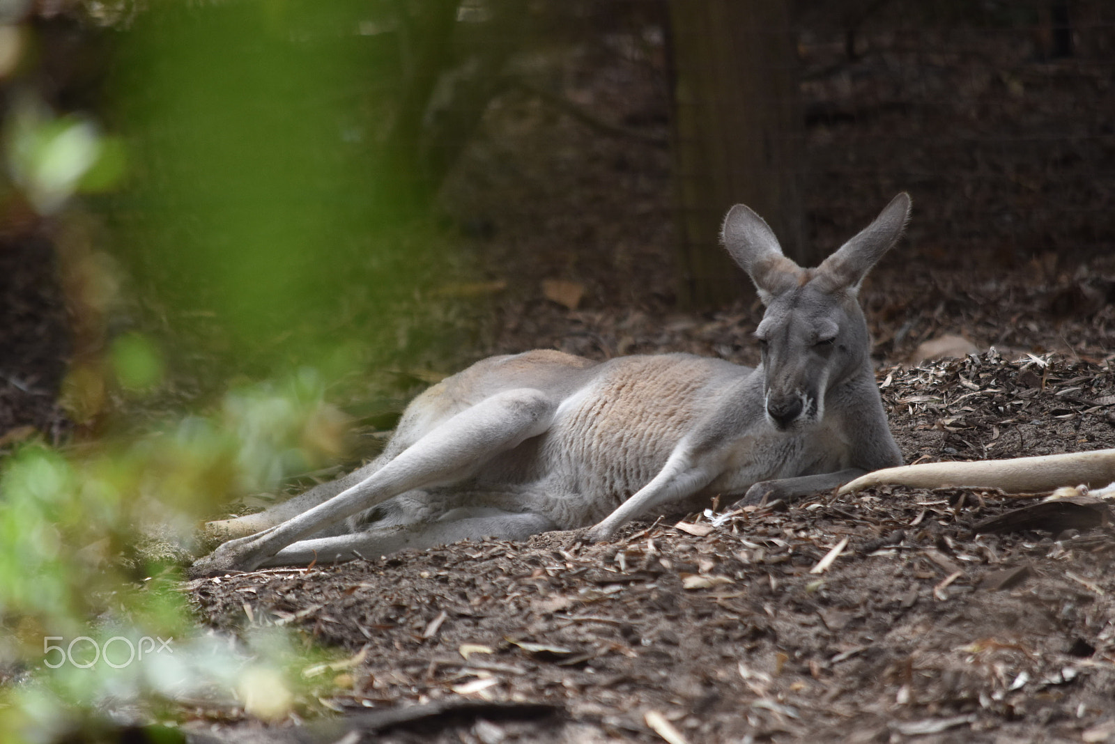 Nikon D5500 sample photo. Blissful wildlife photography