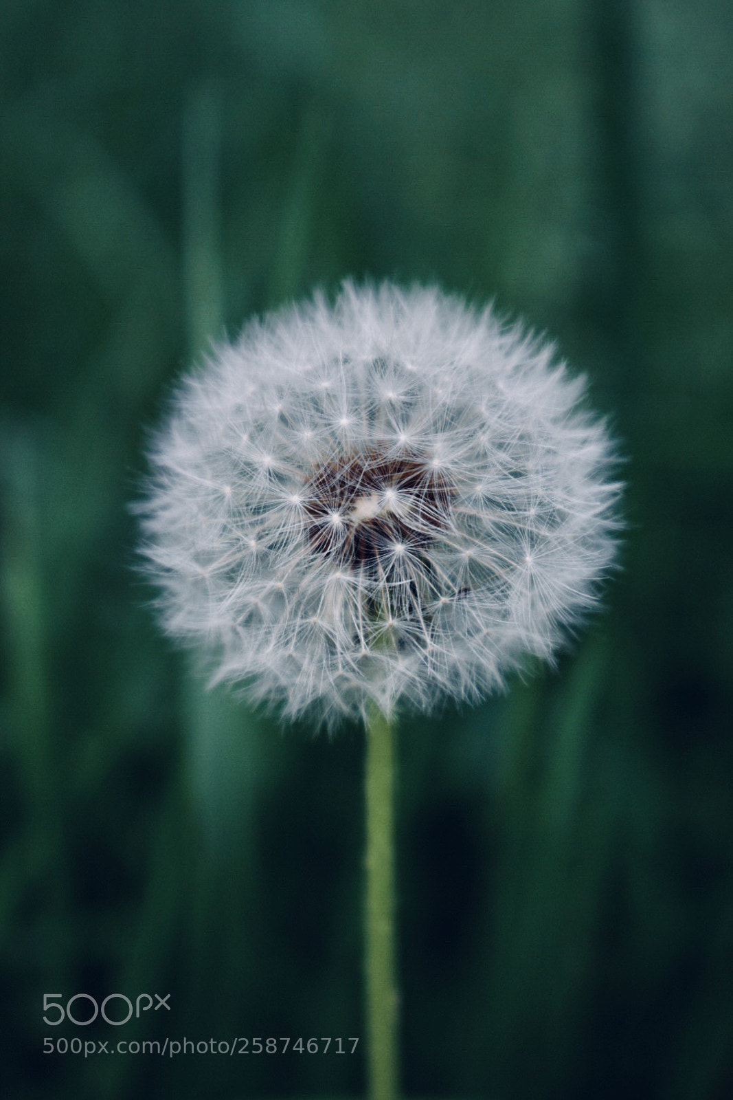 Nikon D5300 sample photo. Strange dream photography
