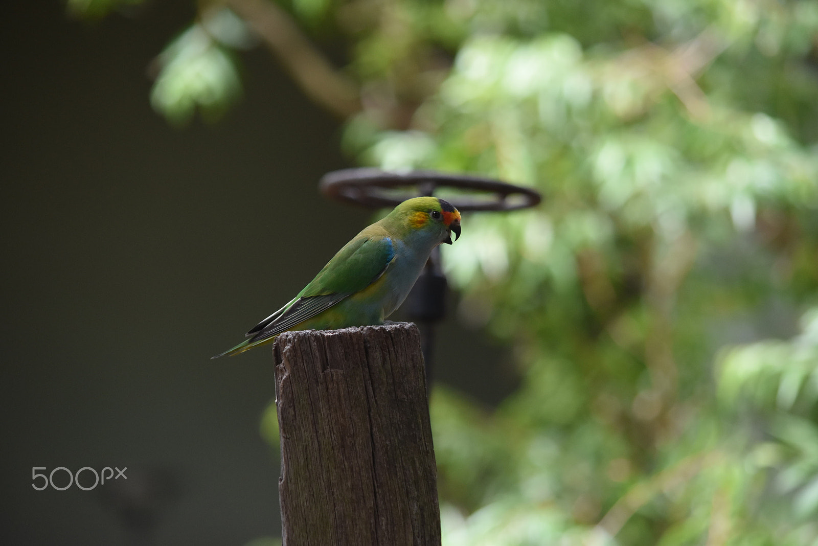 Nikon D5500 sample photo. Blissful wildlife photography